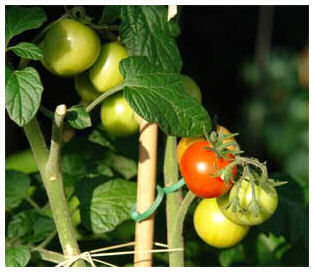 Tomaten-Anbau